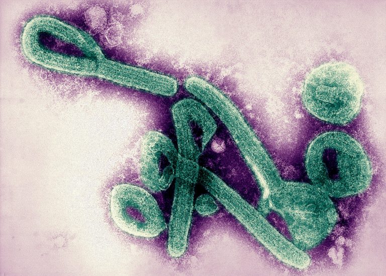 Marburg virus