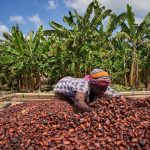Ghana and Cote d’Ivoire set up an office in Accra to promote the interest of cocoa farmers