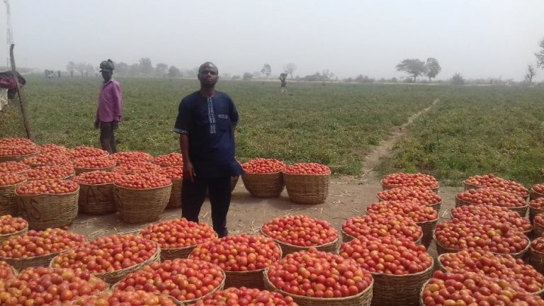 Tomato traders warn of price surge as Burkina Faso attacks disrupt supply