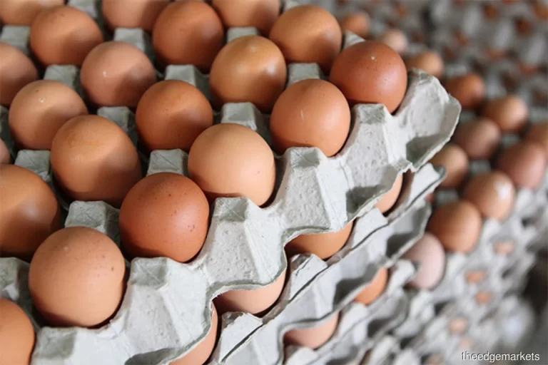 Government explores egg powder production to tackle glut