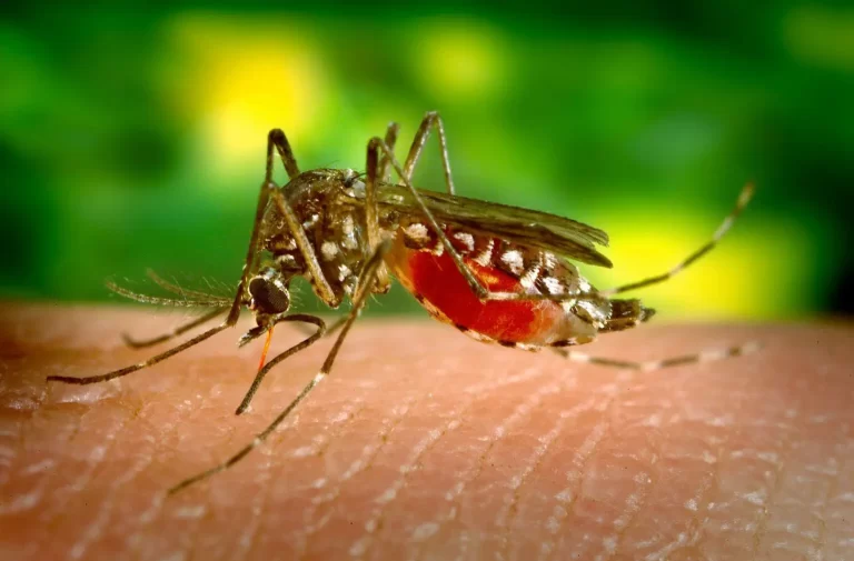 New mosquito species said to spread malaria fast found in Ghana