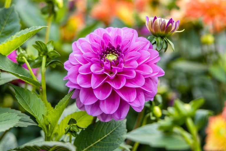 Fresh Pink Dahlia Flower Head On Light Green Defocused Backgroun
