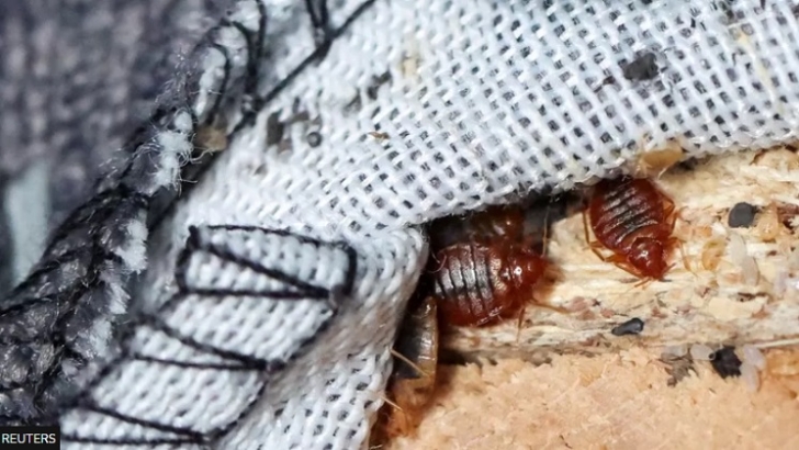 Bedbugs1