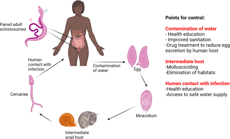 Schistosomiasis