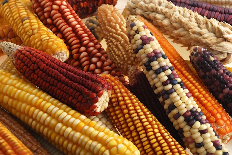 Gmo