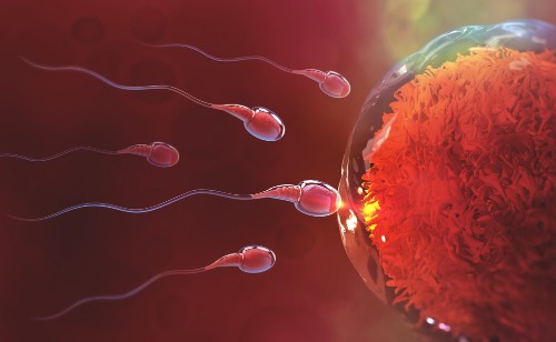 Sperm And Egg Cell