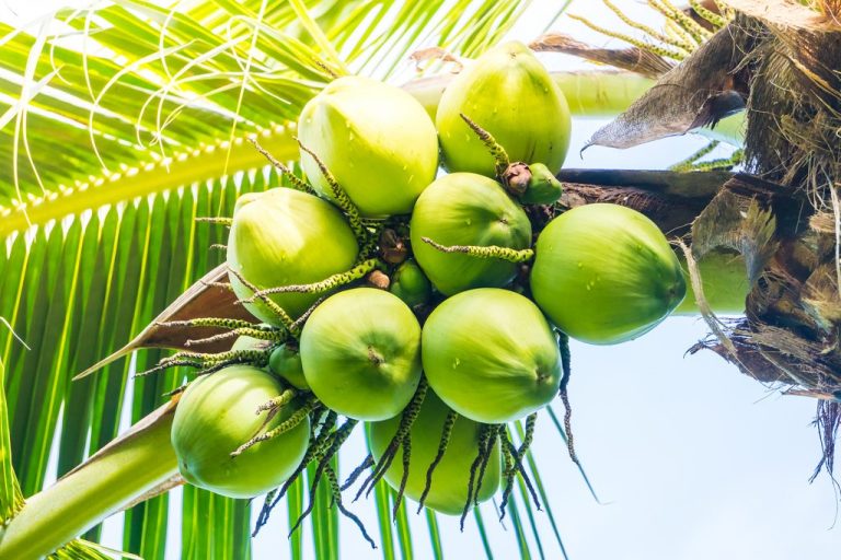 Ghana to increase coconut export revenues by 60% annually