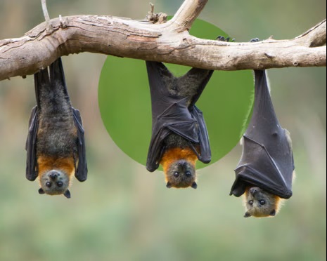 What is Nipah virus and why WHO list it as a global epidemic threat