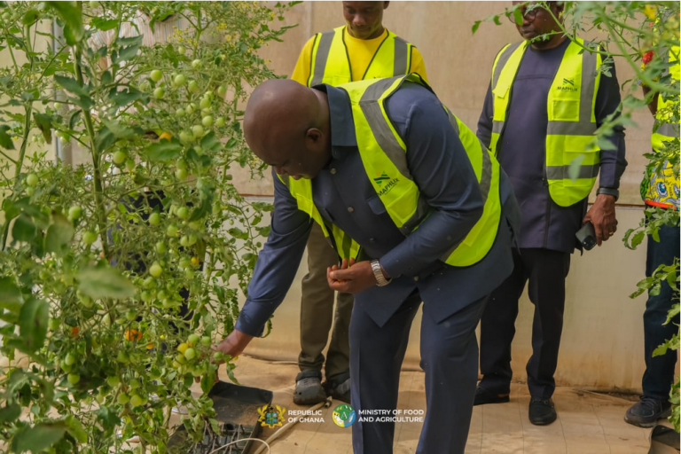 Maphlix farms to supply 3,000 tonnes of tomatoes to ease the shortfall