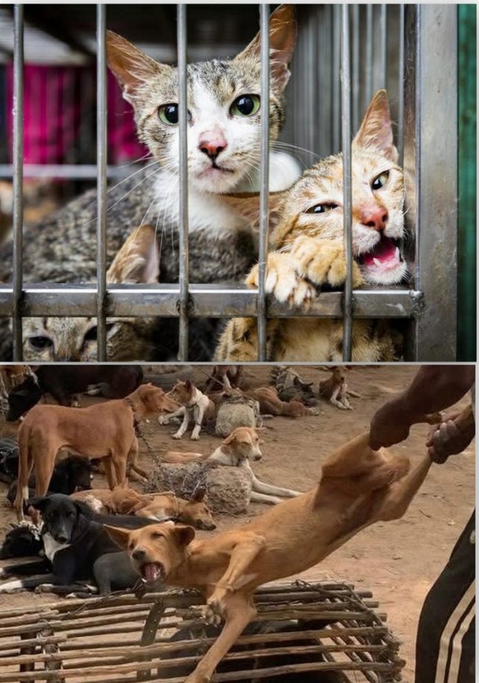 Cats & dogs
